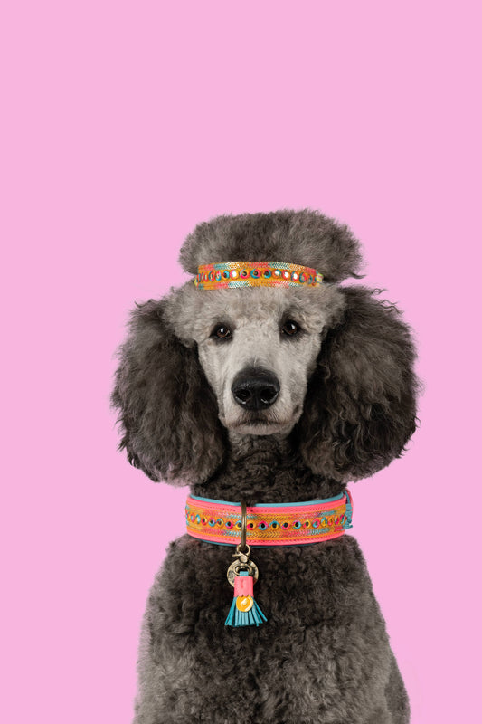 Dog with a Mission - Indian Summer Halsband