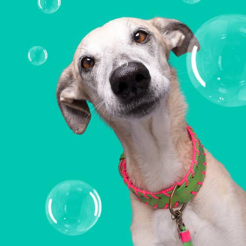 Dog with a Mission - Watermelon Sugar Halsband