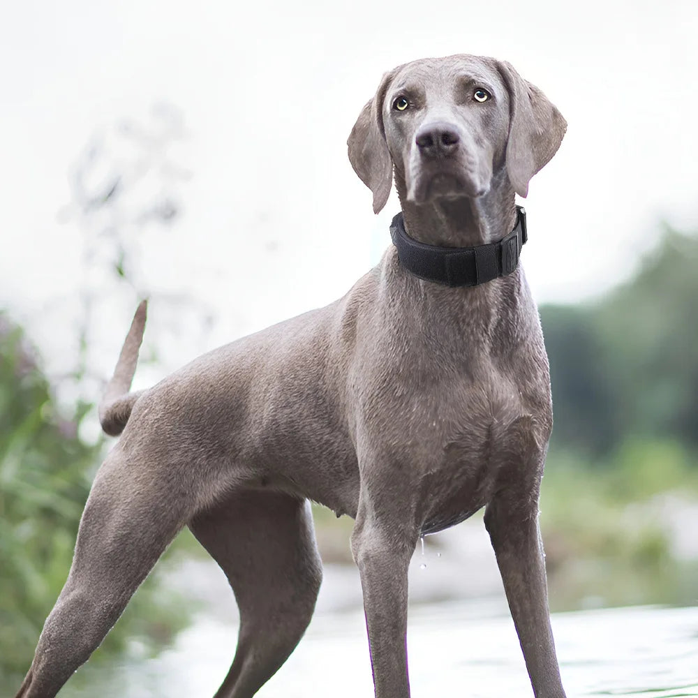 Taktisches Halsband für mittelgroße + große Hunde