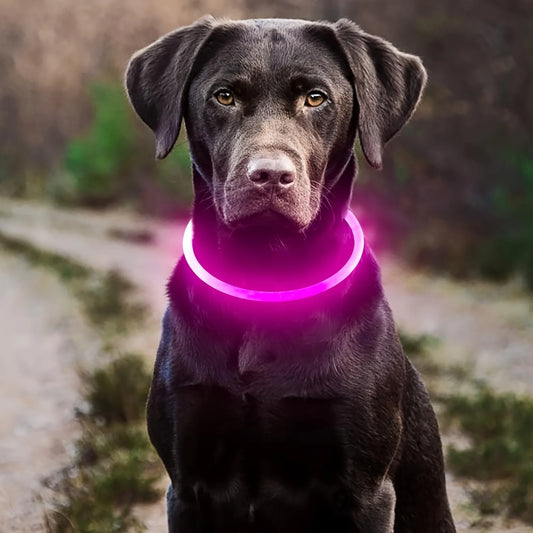 LED-Leuchthalsband für Hunde, USB-Aufladung