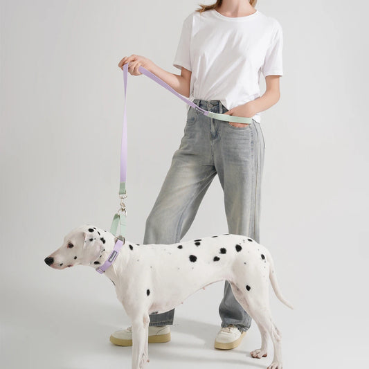 Hunde-Halsband + Leinen-Set „Solid“ aus der Glutinous Series