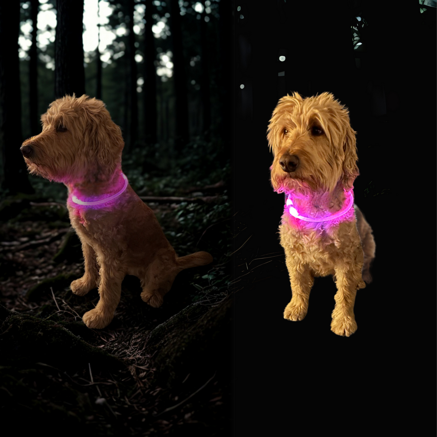 LED-Leuchthalsband für Hunde, USB-Aufladung
