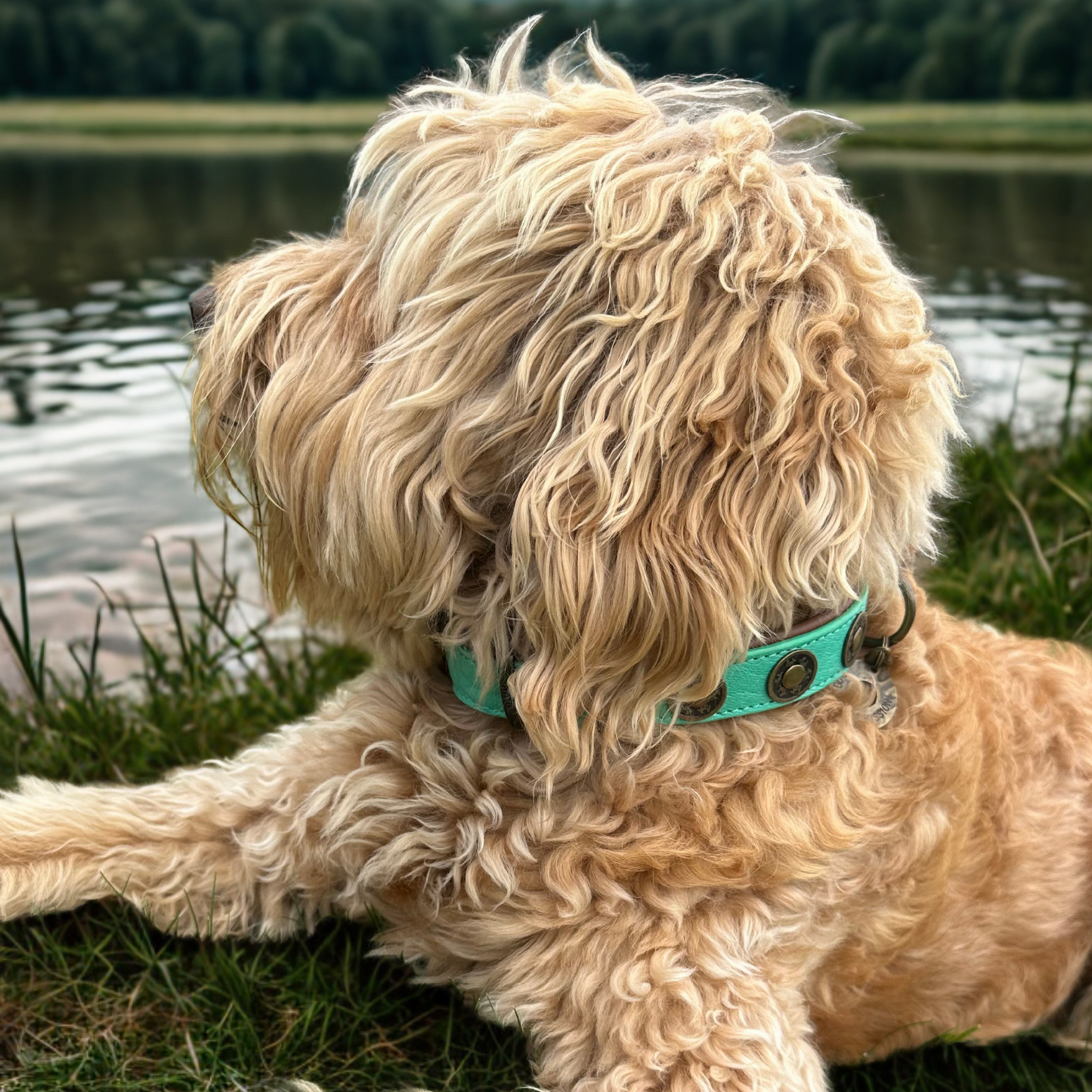 Dog with a Mission - Rebel Halsband